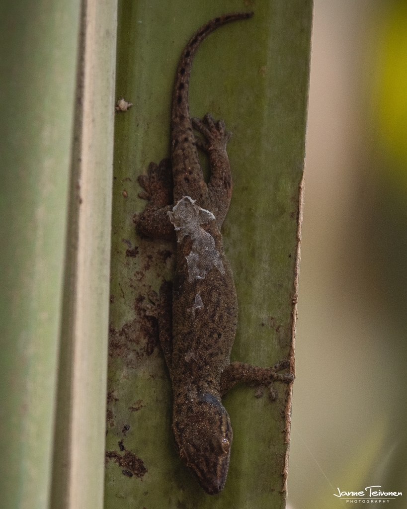 Dwarf Bronze Gecko