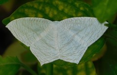 Acropteris illiturata