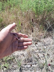 Eryngium ebracteatum