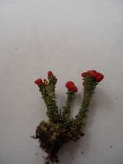 Cladonia coccifera