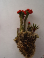 Cladonia coccifera