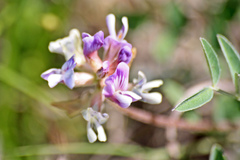 Astragalus lotiflorus