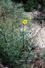 Helianthus gracilentus
