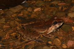 Limnonectes leporinus