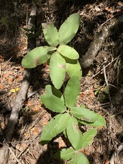 Acrisione denticulata