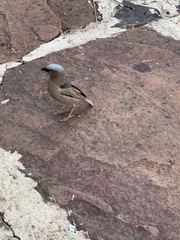 Pseudonigrita arnaudi