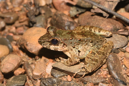 Limnonectes leporinus