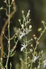 Teucrium racemosum
