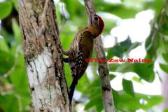 Picus viridanus