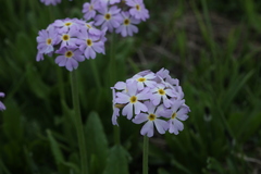 Primula auriculata