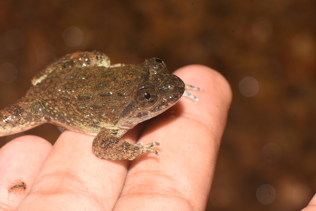 Matang Creek Frog from Nunukan Regency, North Kalimantan, Indonesia on ...