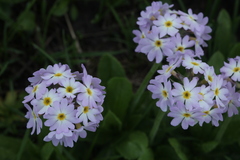 Primula auriculata