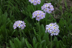 Primula auriculata