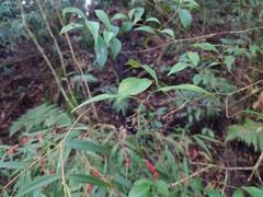 Viburnum integrifolium