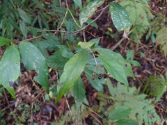 Viburnum integrifolium