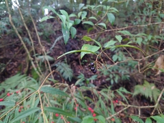 Viburnum integrifolium