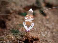 Ancylomenes magnificus