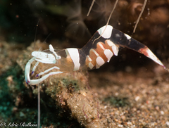 Ancylomenes magnificus