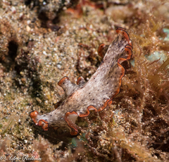 Pseudobiceros damawan