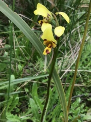 Diuris sulphurea