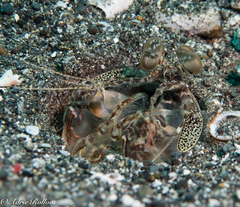 Lysiosquillina maculata