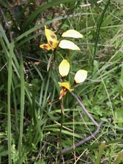 Diuris sulphurea