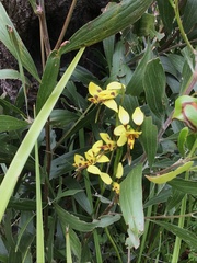 Diuris sulphurea