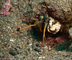 Odontodactylus scyllarus