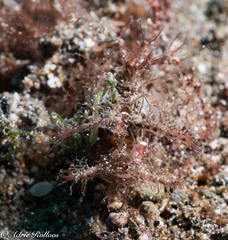 Pteroidichthys amboinensis