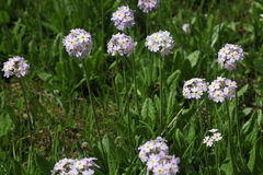 Primula auriculata