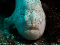 Antennarius striatus