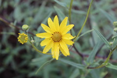 Helianthus gracilentus