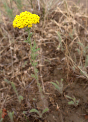 Achillea arabica