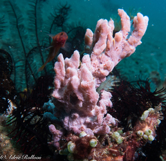 Dromidiopsis