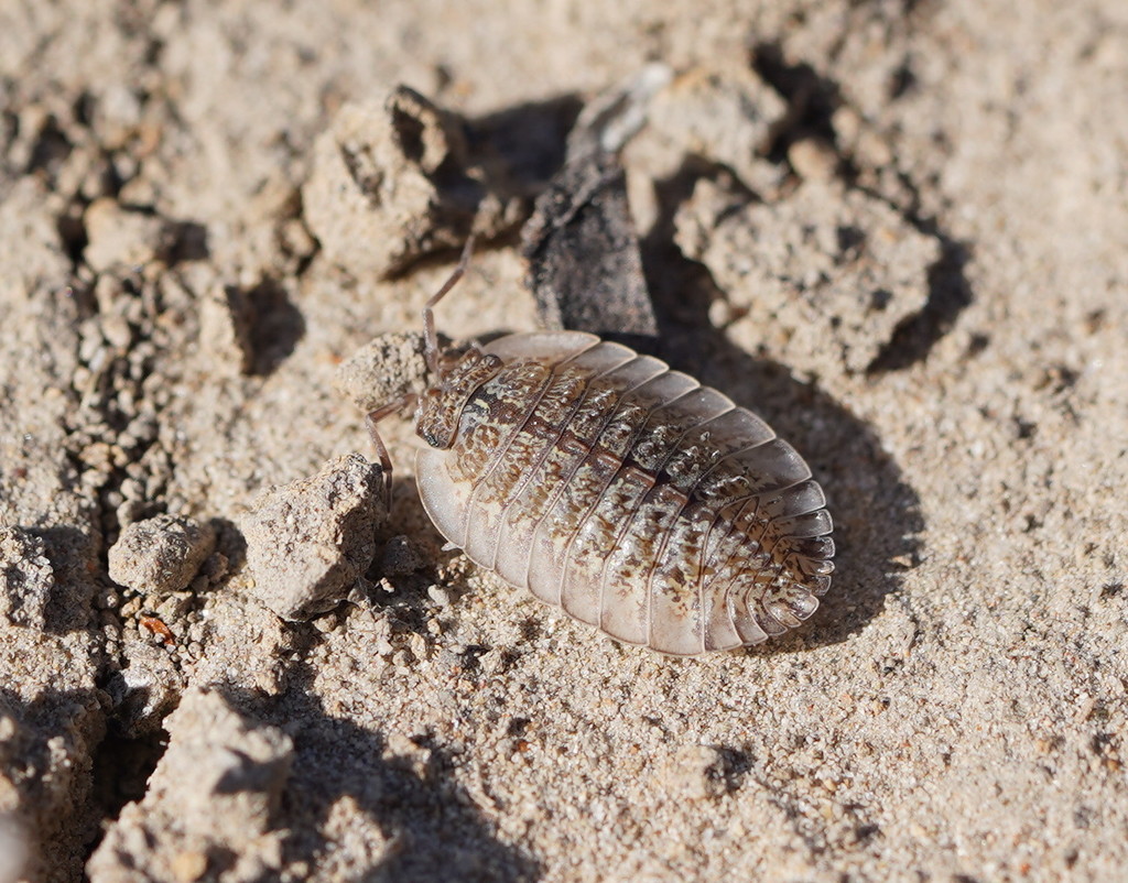 Australiodillo bifrons