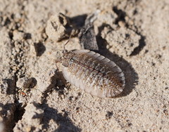 Australiodillo bifrons