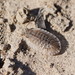 Bifaced Australian Pill Woodlouse - Photo (c) Reiner Richter, some rights reserved (CC BY-NC-SA), uploaded by Reiner Richter