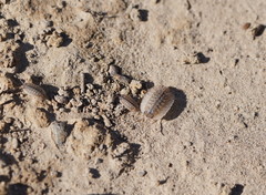 Australiodillo bifrons