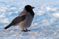 Corvus cornix