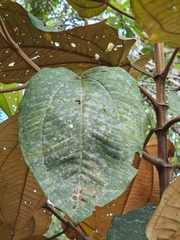 Miconia formosa