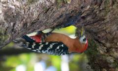 Dendrocopos hyperythrus