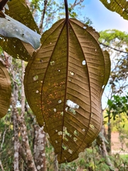 Miconia formosa