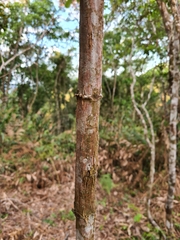 Miconia formosa