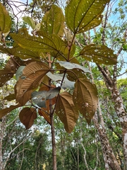 Miconia formosa