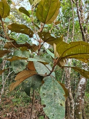 Miconia formosa