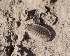 Australiodillo bifrons