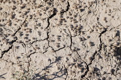 Australiodillo bifrons