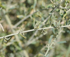 Chenopodium nitrariaceum