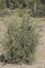 Chenopodium nitrariaceum