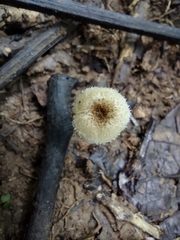Lentinus berteroi